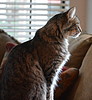 Property Image 2454